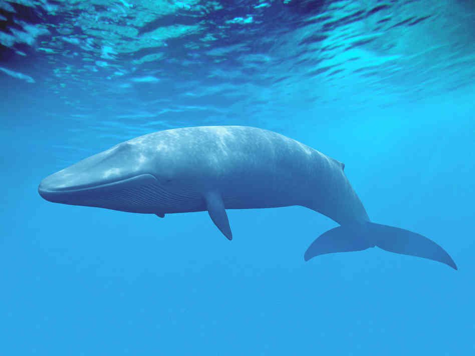 Whale-watching service providers